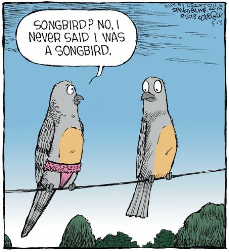 songbird