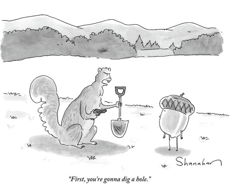 Danny Shanahan acorn