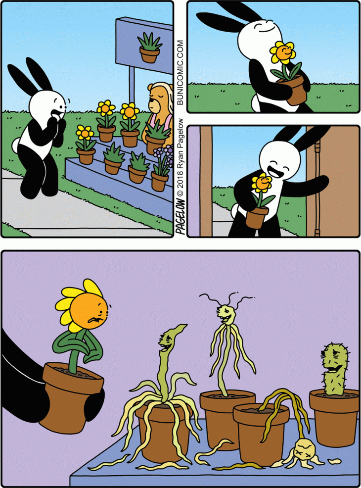 buni plants