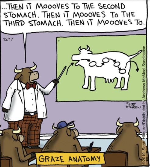 Jan 11 oy argyle graze