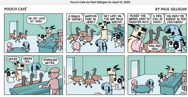 pooch cafe