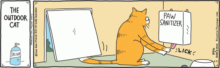 rhymescat Corona Cat