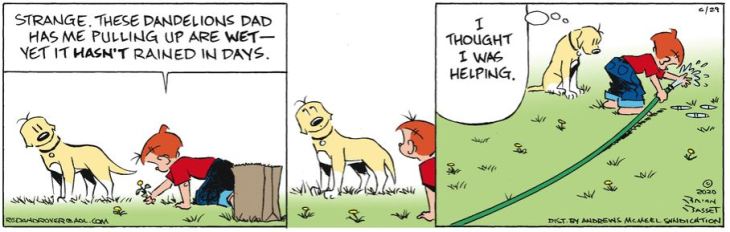 july 11 ewww boise ed red and rover brian basset